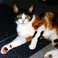 Cocoa Feldman, Beloved Cat of Lawrence Feldman
