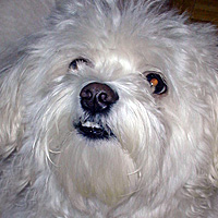 Codie, Beloved Dog of Marie and Mariel Lally