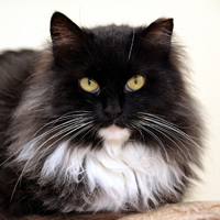Fluffy, Beloved Cat of Al "Alley Cat" Chernoff