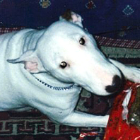 Patcha Henry - Bull Terrier