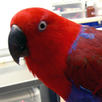 Ruby Lally - Eclectus Parrot