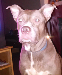 Helen, a Pit Bull with Pyometra