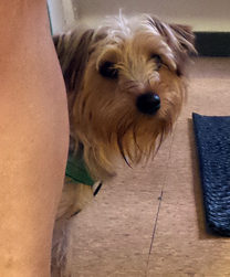 Sashi, a two year old Yorkshire Terrier