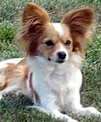 Twinkie, a 7 year old Papillon with Pyometra
