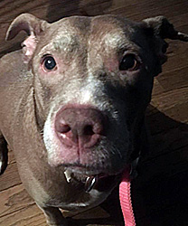Helen, a Sweet and Petite Pit Bull Terrier