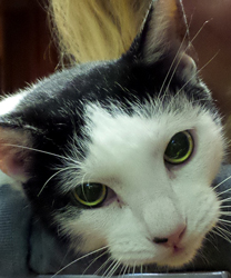 Sven, a 7 year old kitty with a urinary tract obstruction