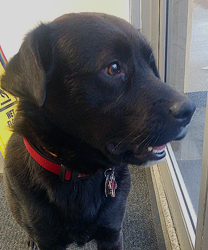 Lucky, a Lab Chow Mix with Heartworm Disease