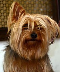 Lucy, a Yorkshire Terrier