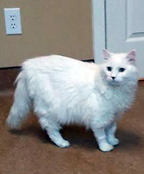 Palomo, a Kitty with UTI and Blockage