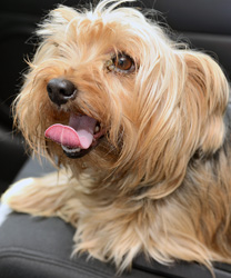 Chi Chi - a 6 year old Yorkshire Terrier