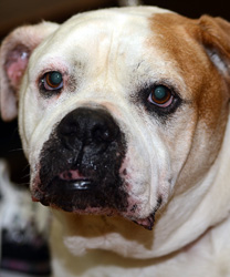 Heavy D., an American Bulldog with Severe Recurring Ear Infections