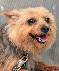 Lucy, a Yorkshire Terrier