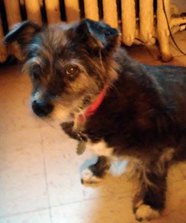 Margie, a 13 year old Terrier Mix with hypothyroidism