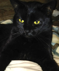 Midnight, a Beautiful Black Cat