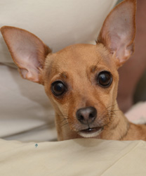 Roxy, a Chi-Weenie with Severe Dental Disease
