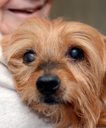 Snickers, a 12 year old Yorkie Mix