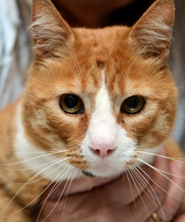 Charlie, an Orange Kitty