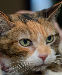 Chiquita - A Cat with Stomatitis