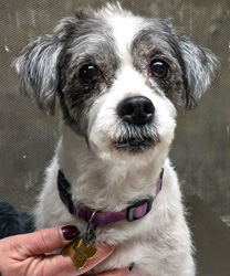 Dolly, a 10 year old dog failed by rescue