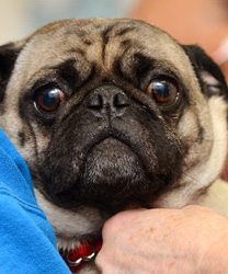 Jake a 13 Year Old Pug with Heart Problems