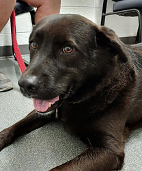Lucky, a Lab Chow Mix Rescued from a Southern Shelter Minutes from Scheduled Euthanasia