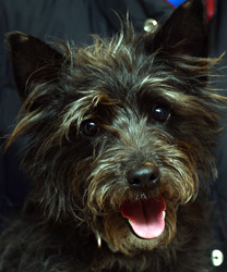 Ozzie, A Cairn Terrier