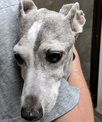 Spike, an Italian Greyhound