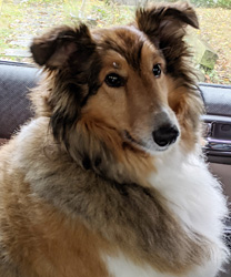Caesars, a 6 year old Sheltie