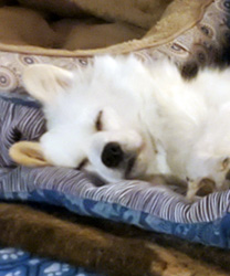Isabella, an American Eskimo Dog