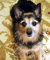 Gabriel, a 7 year old Norwich Terrier Mix