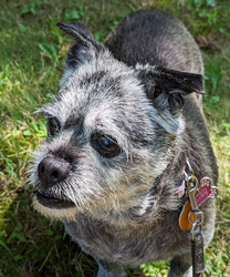 Mitzi, a Senior Dog with Kidney Disease