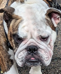 Tanq, a 2 year old English Bulldog