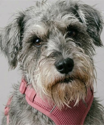 Maddie an 8 Year Old Schnauzer Mix