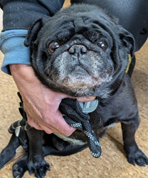 Rocco, an 8 year old Pug