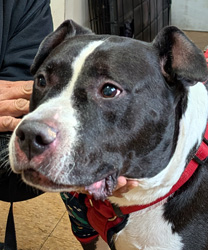 Vufa, an 8 Year Old Pitbull