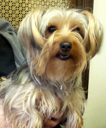ChiChi a Yorkshire Terrier