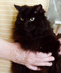 Cleo, a Beautiful Black Cat
