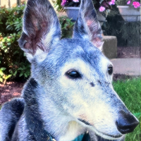 Girl - Beloved Greyhound of Terry Stone