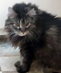 Blacky, a 13 year old Diabetic Cat