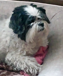 Carmen, an 11 Year Old Shih Tzu