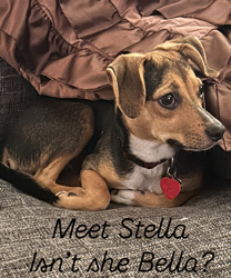 Stella, a 5 month old Beagle Mix