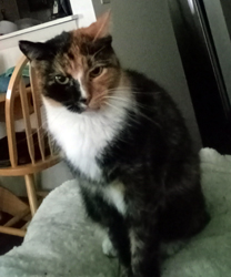 Whisper, a 12 year old Cat