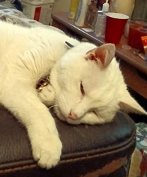 Winter, an 18 Year Old Cat