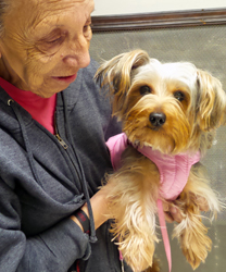 ChiChi, Yorkshire Terrier